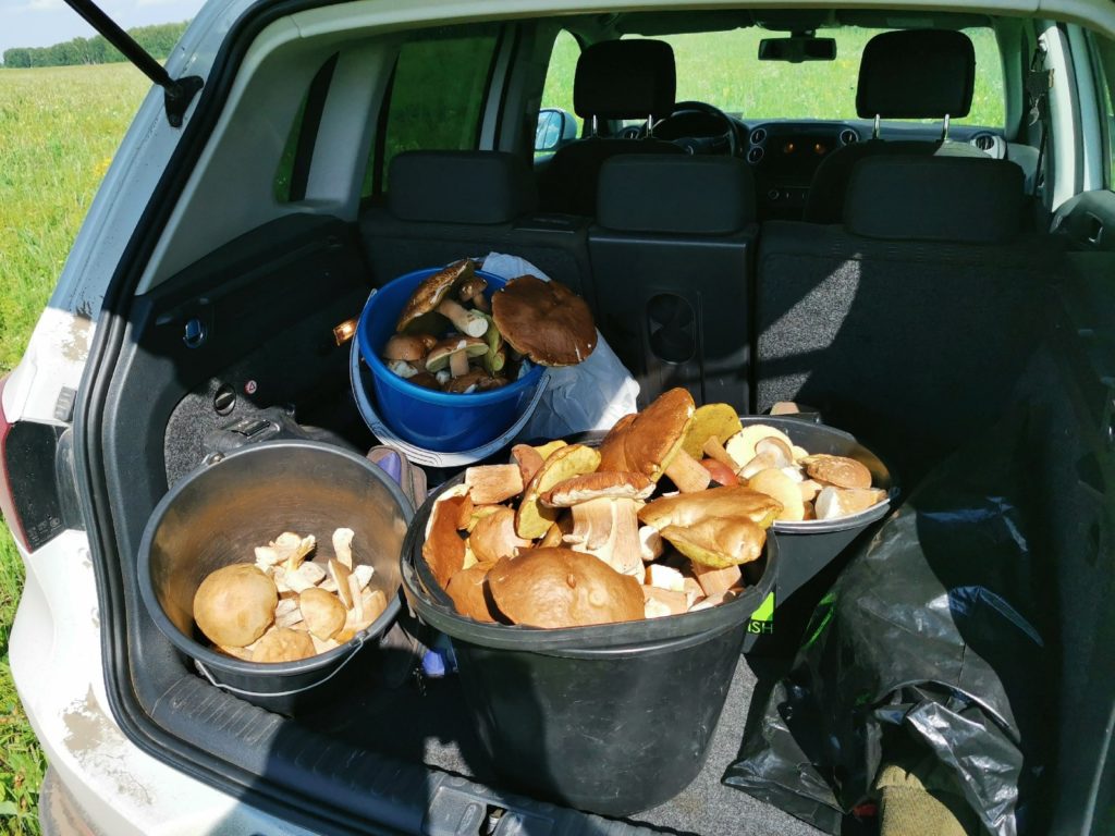 Дожди в Новосибирске помогли рекордному урожаю грибов