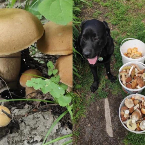 После череды дождей в Новосибирской области местные жители ведрами собирают грибной урожай