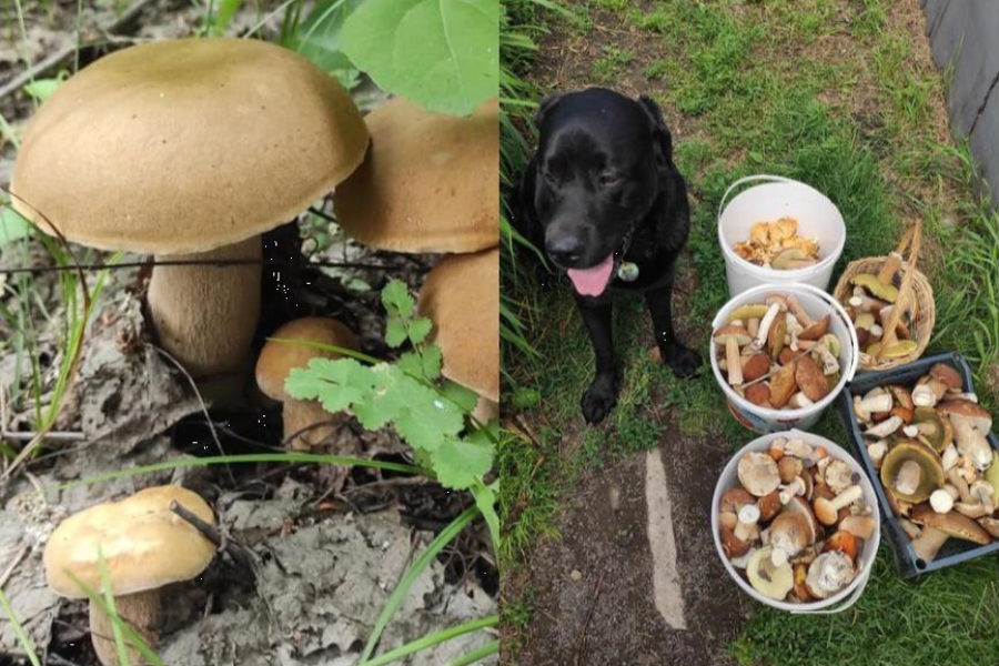 После череды дождей в Новосибирской области местные жители ведрами собирают грибной урожай