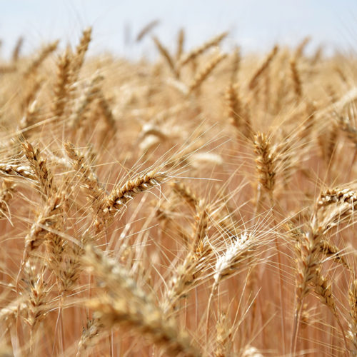 Цены на пшеницу взлетели после заявления Пескова об остановке зерновой сделки