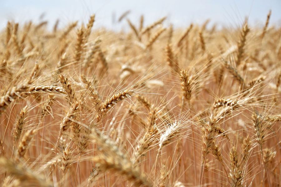 Цены на пшеницу взлетели после заявления Пескова об остановке зерновой сделки