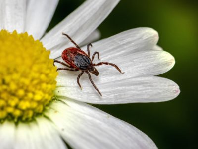 В Новосибирской области от клещевого энцефалита умерли два пенсионера