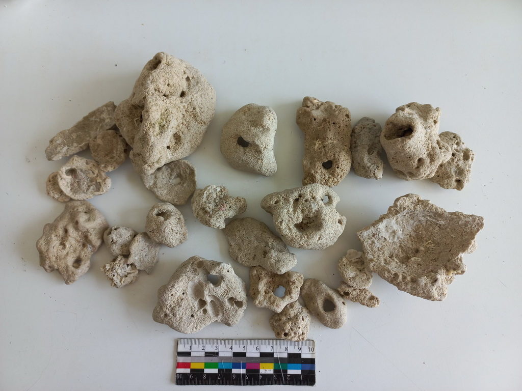 27 редких кораллов попытались ввезти через аэропорт Новосибирска