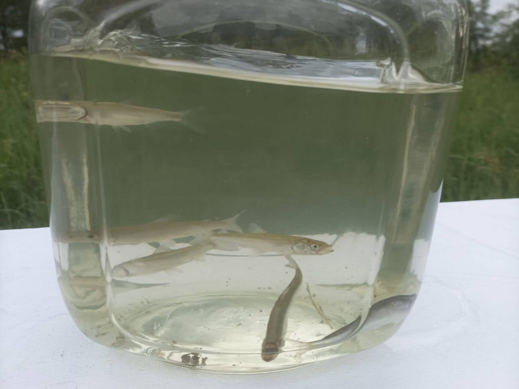 Около 9 тысяч мальков нельмы выпустили в реку Обь