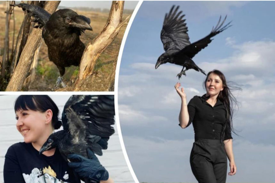 Сибирячка «воспитывает» черного ворона