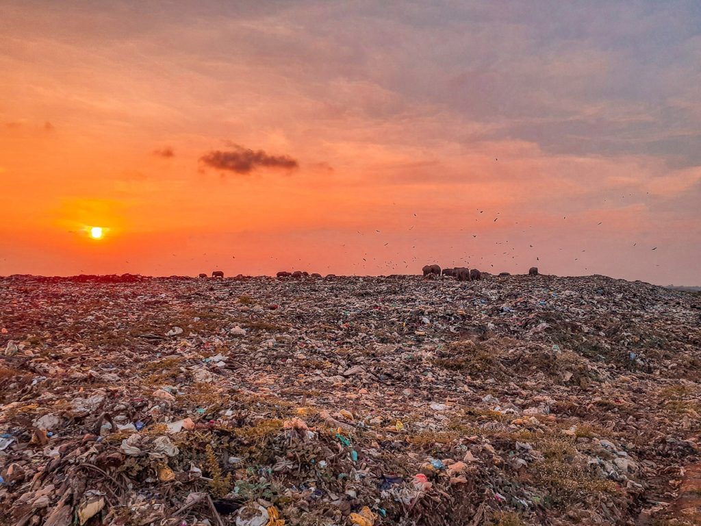 Уголовное дело из-за мусорного полигона под Новосибирском возбудят по указанию Бастрыкина