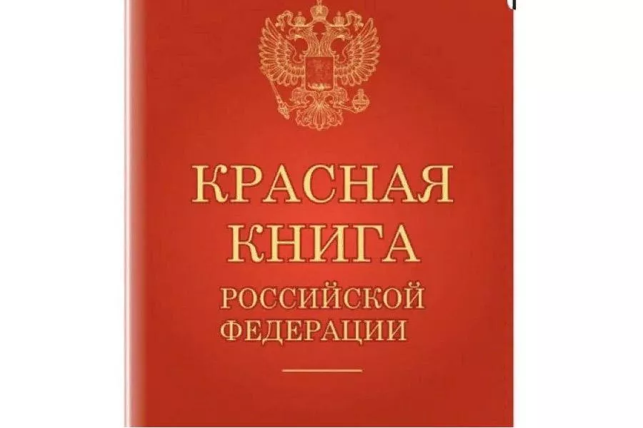 Новосибирец получил условный срок за продажу краснокнижного осетра