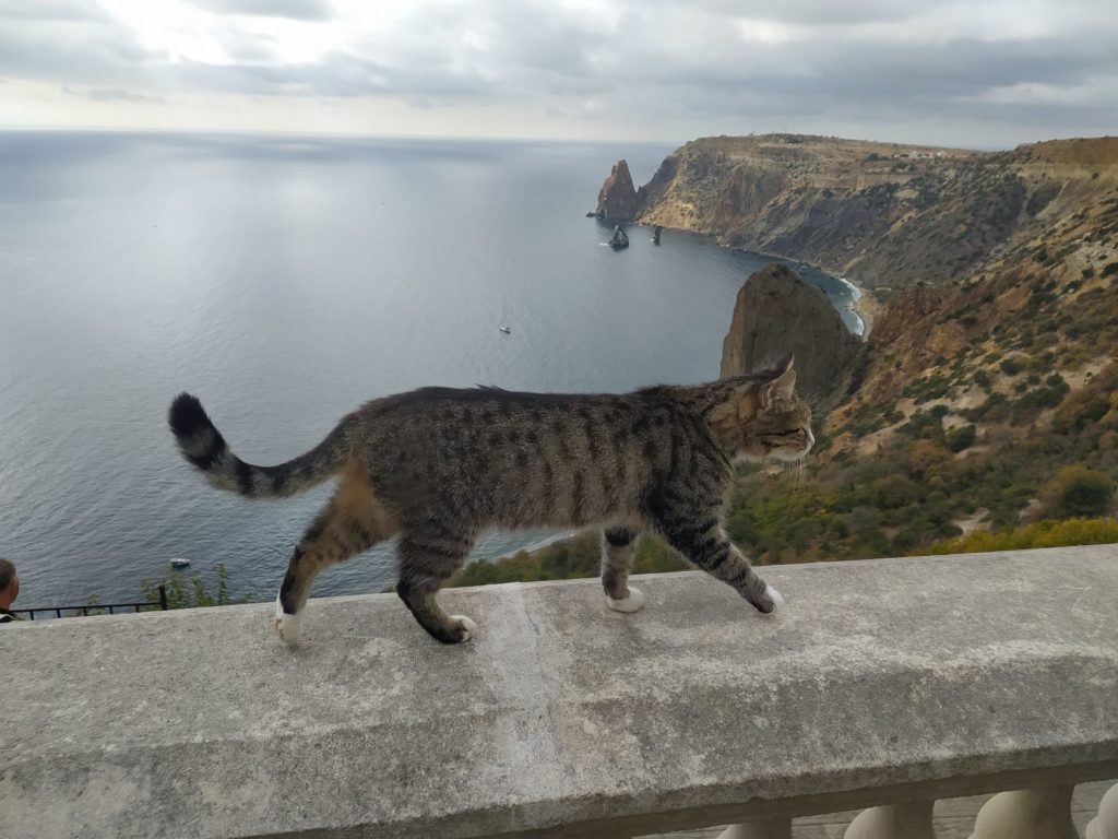 Отпуск для Барсика: 397 собак, кошек, хорьков и попугаев повезли с собой на курорты новосибирцы