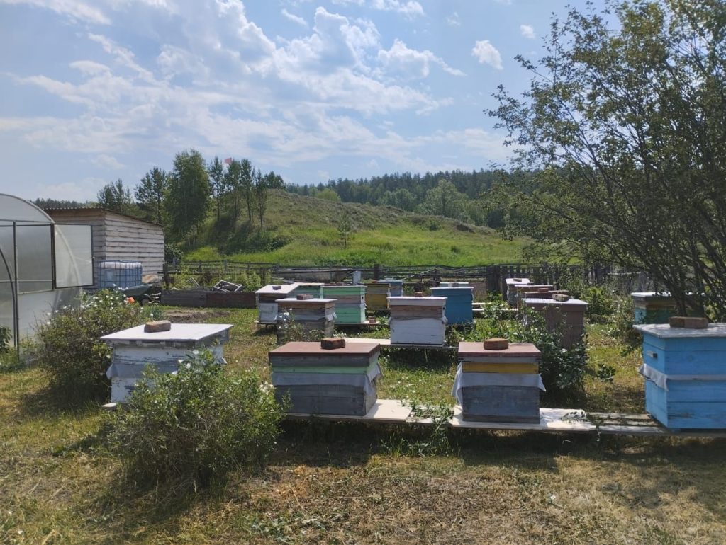 Новосибирские пчеловоды вновь жалуются на гибель пчел из-за обработки полей