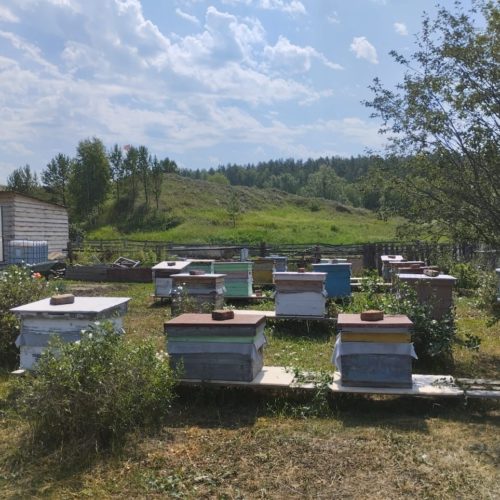 Новосибирские пчеловоды вновь жалуются на гибель пчел из-за обработки полей