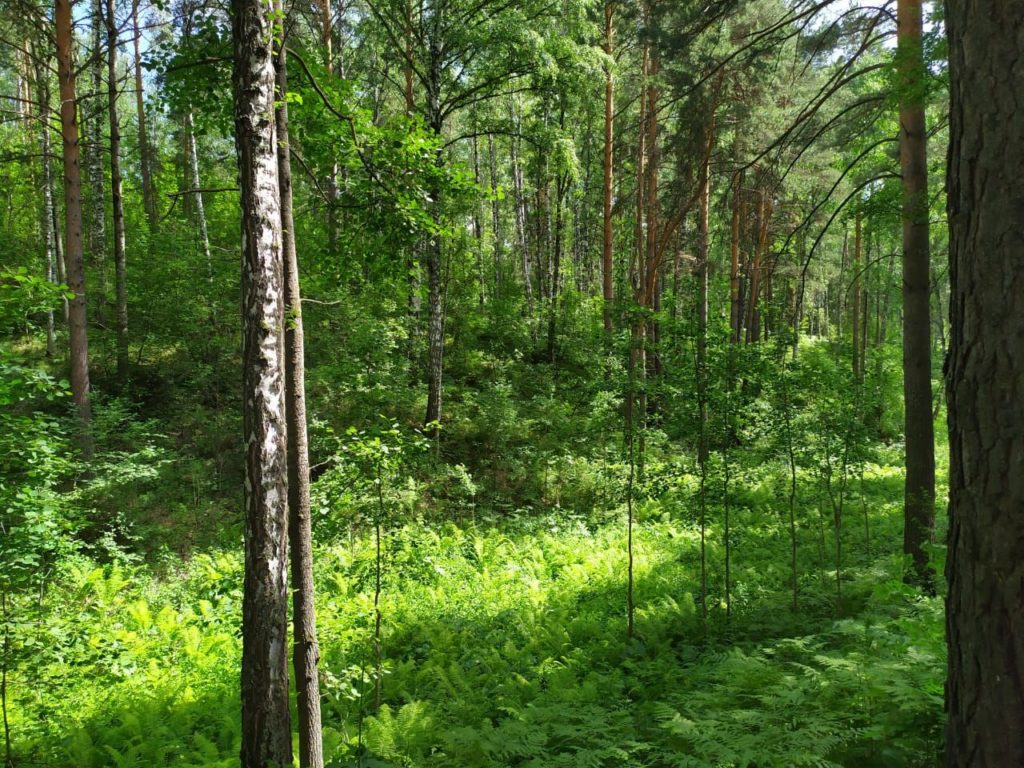 Туризм в Новосибирской области не просто жив, но и активно развивается