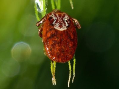 клещевой энцефалит в Новосибирской области