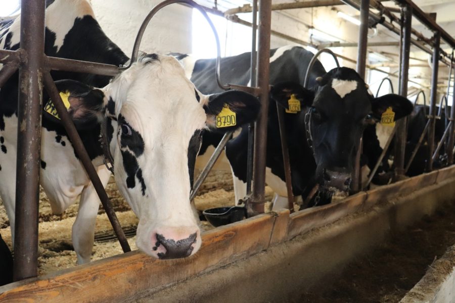 Для решения проблемы с отходами животноводства нужно менять устаревшие нормативы по микроэлементам