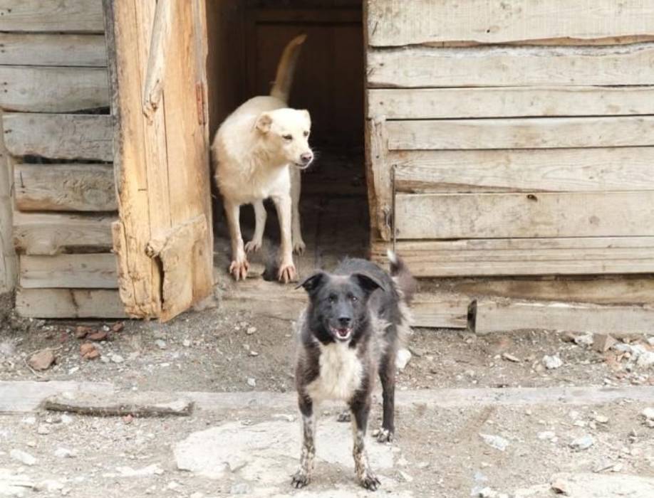 Приют. Приют для животных Салехард дорога домой. Приют мы в ответе Глазов. Зверь царь Новосибирск.