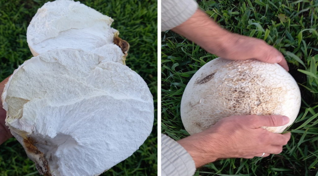 Под Новосибирском нашли гриб-мутант весом в 6 кг