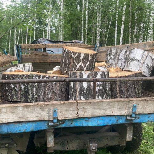 ФСБ поймала банду черных лесорубов под Новосибирском