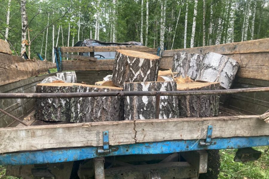 ФСБ поймала банду черных лесорубов под Новосибирском