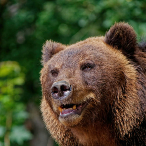 Медведя из Усть-Тарки отстреливать не будут
