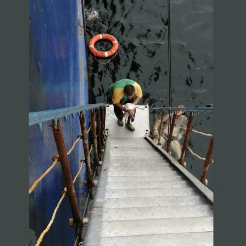 У берегов Владивостока команда судна выловила из Амурского залива собаку