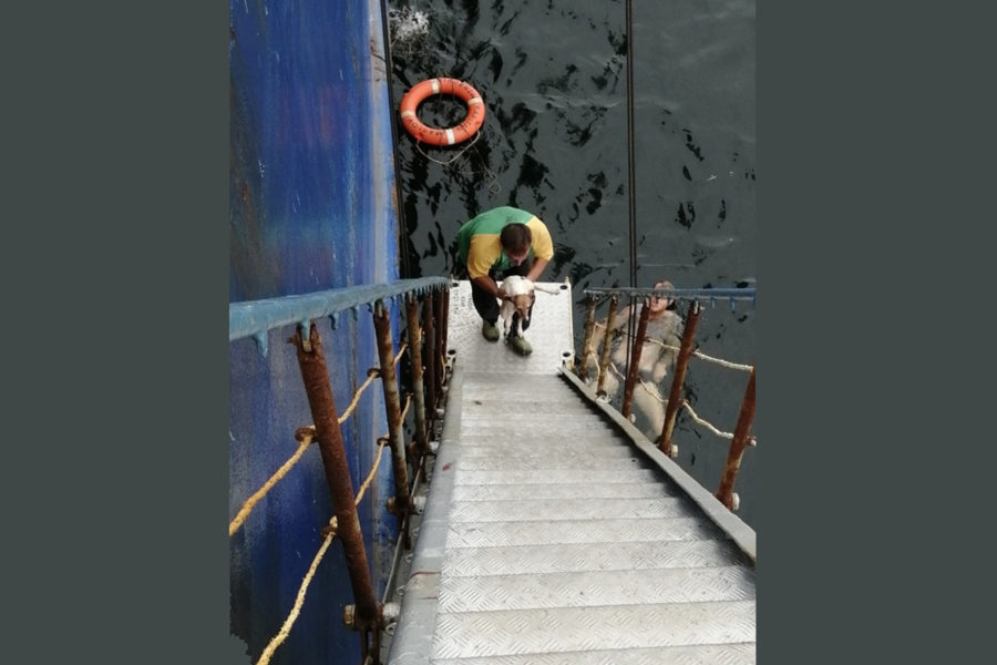 У берегов Владивостока команда судна выловила из Амурского залива собаку