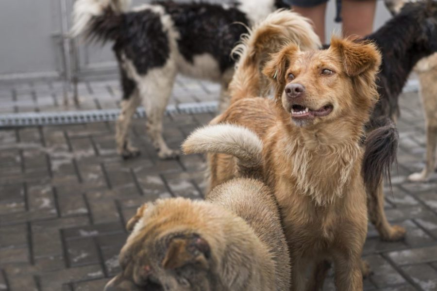 Хозяйку приюта и 20 собак нашли мертвыми в частном доме под Новосибирском