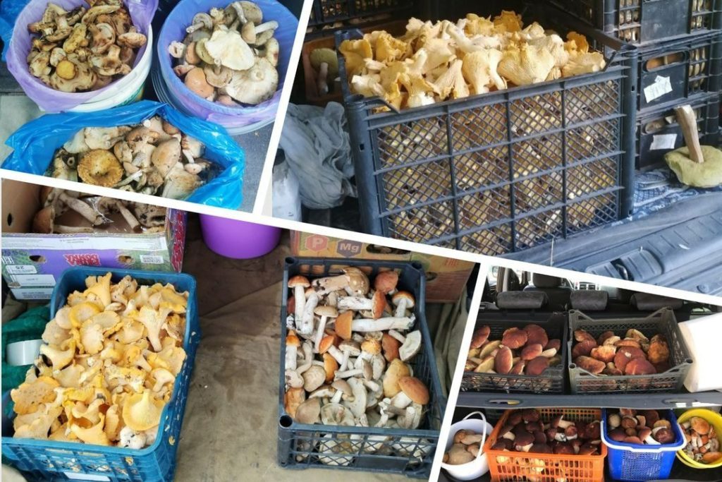 Раскрыты тайные места Новосибирской области, где растет много грибов