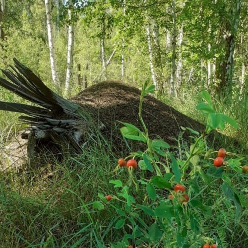 Грибник нашел 100-летний муравейник в лесу под Новосибирском