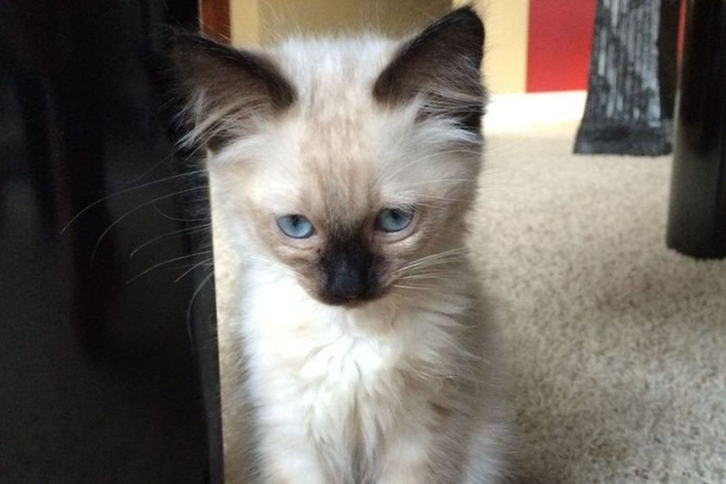 Судебный пристав из Новосибирска спасла котенка по имени Гав