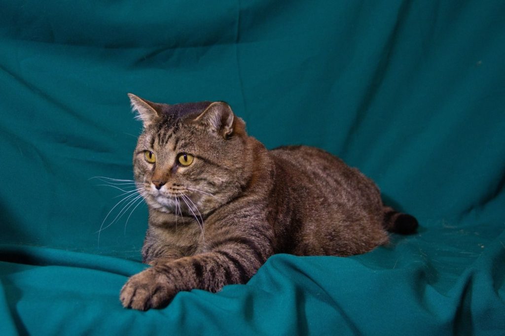 Шотландских кошек и 9-килограммового кота привезут на ярмарку-раздачу