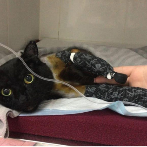 В Новосибирске врачи установили протезы безлапому коту