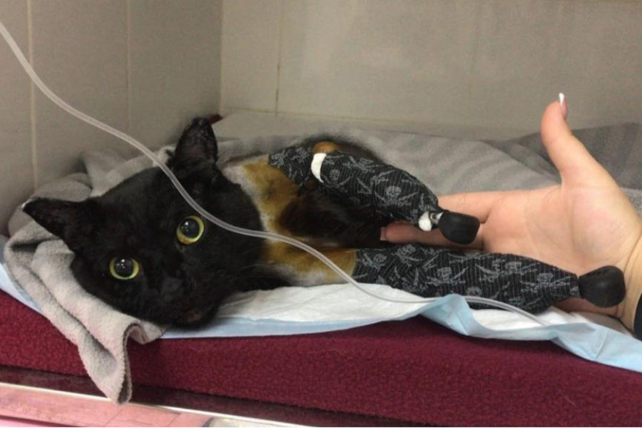 В Новосибирске врачи установили протезы безлапому коту