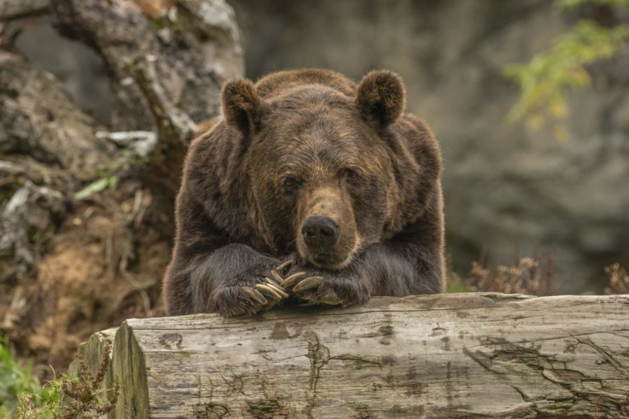 нападение медведя в Новосибирской области