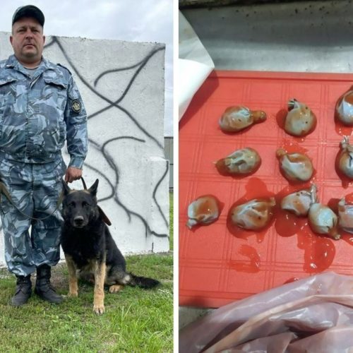 Тюремный пес унюхал наркотики в кетчупе, который принесли заключенным под Новосибирском
