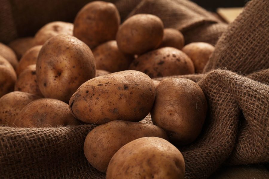 Агроном Шубина рассказала, когда в Новосибирске можно копать картошку
