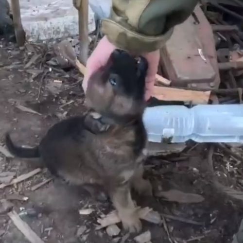 Атакованы милотой: новосибирские разведчики спасли щенка в зоне СВО