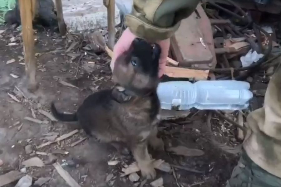 Атакованы милотой: новосибирские разведчики спасли щенка в зоне СВО