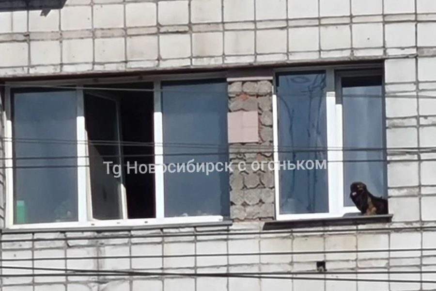 Котопес на карнизе многоэтажки удивил жителей Новосибирска
