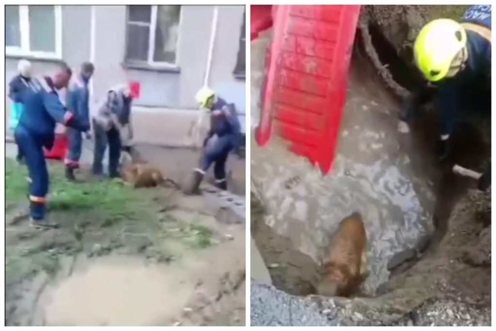 На дне: новосибирские спасатели вытащили пса Тишу из строительной ямы