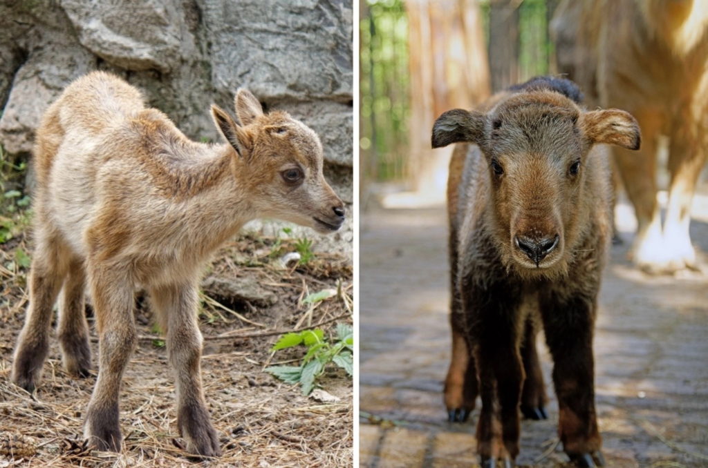 В новосибирской семье гималайских таров родился детеныш, похожий на козла