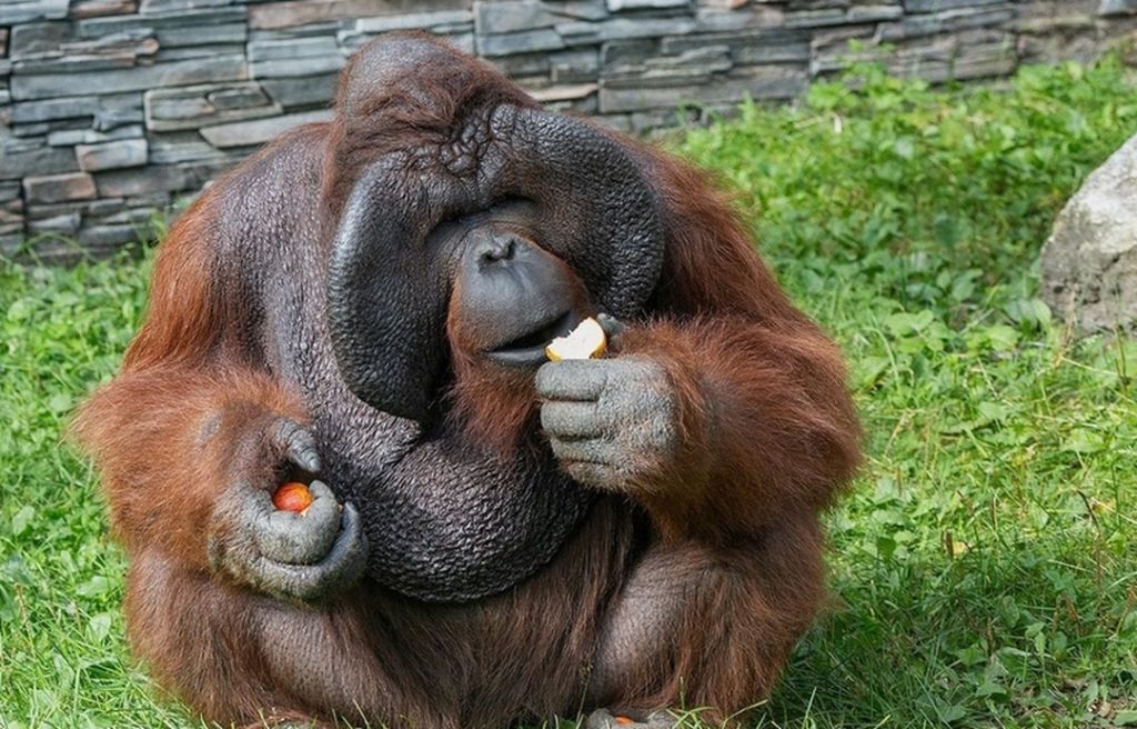 Скандально известный орангутан Бату отмечает день рождения в Новосибирске