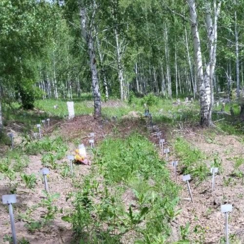 В мэрии Новосибирска прокомментировали ситуацию с 67 могилами за забором