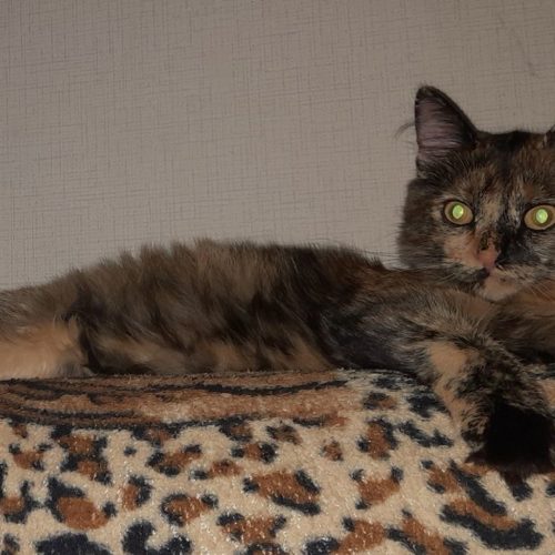 Жительница Новосибирска нашла под своими окнами кошку без головы