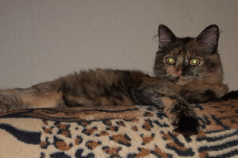 Жительница Новосибирска нашла под своими окнами кошку без головы