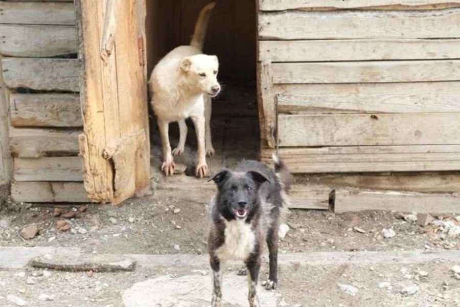 Общественники готовы передать мэрии Новосибирска около 300 брошенных животных из приюта