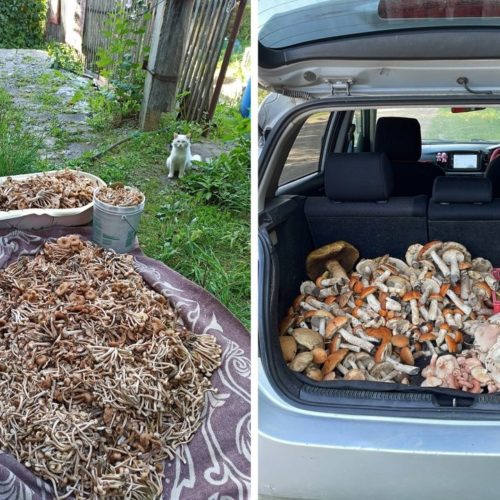 Новосибирцы рады урожаю грибов