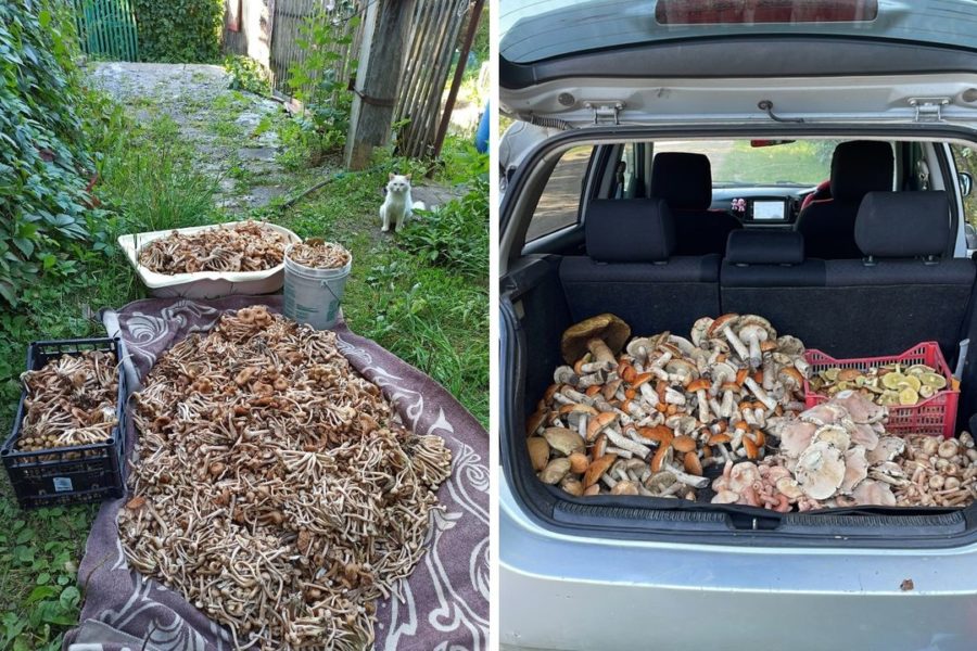 Новосибирцы рады урожаю грибов
