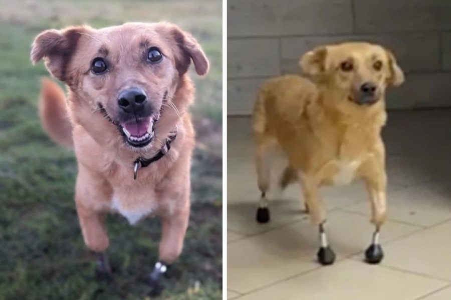 Первая в мире собака с 3D лапками умерла в Лондоне