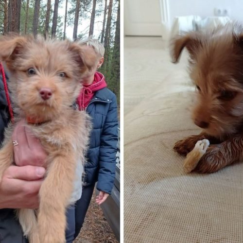 «Она плакала 4 ночи и 3 дня»: грибники нашли в лесу под Новосибирском брошенного щенка