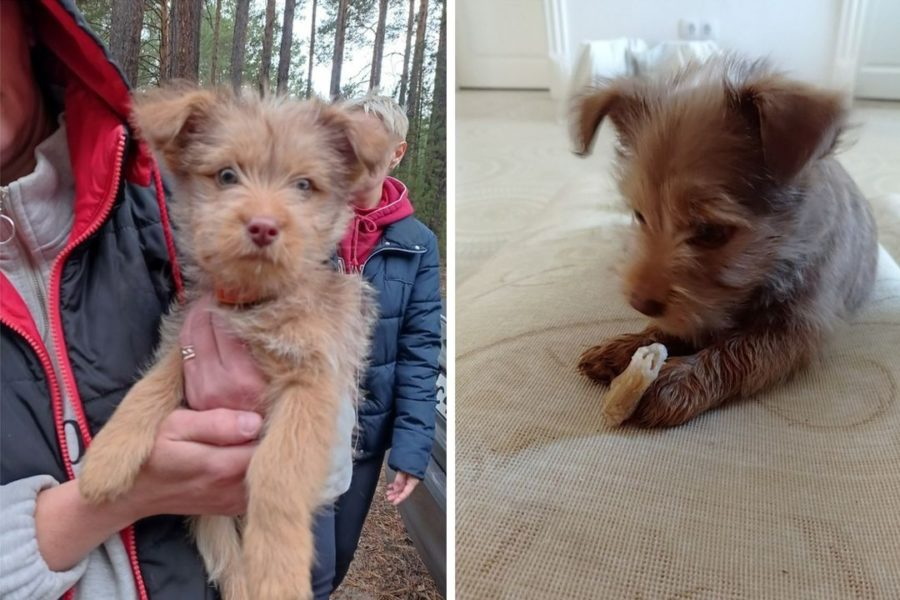 «Она плакала 4 ночи и 3 дня»: грибники нашли в лесу под Новосибирском брошенного щенка