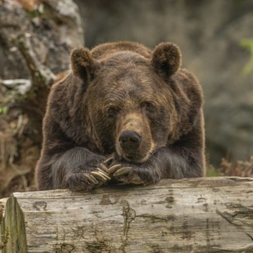 Медведь в Новосибирской области